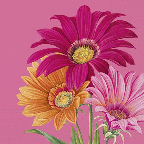 Joyful Gerbera Pink